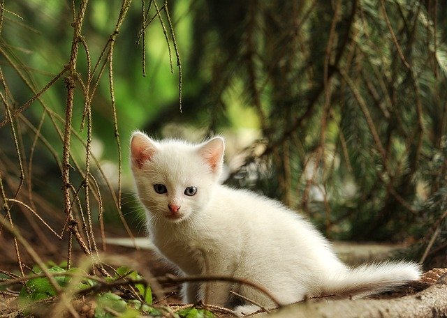 swahili-female-cat-names
