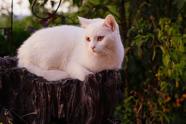swahili-unisex-cat-names
