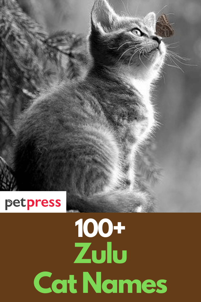 zulu-cat-names