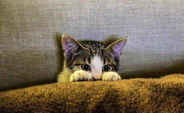 zulu-female-cat-names