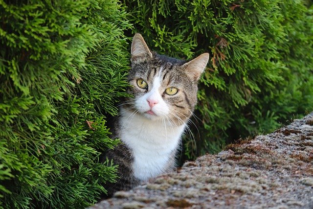 zulu-male-cat-names