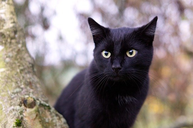 zulu-unisex-cat-names