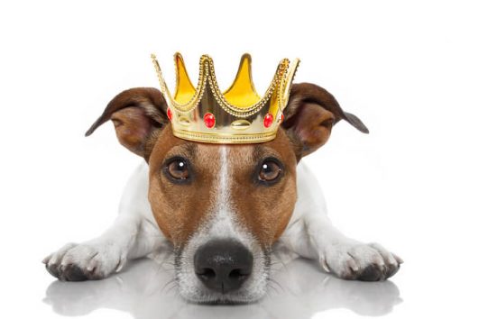 Hebrew Dog Names 110 Male Female Dog Names In Hebrew hebrew-dog-names-110-male-female-dog-names-in-hebrew