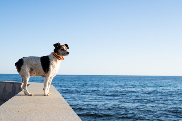 female Hebrew dog names