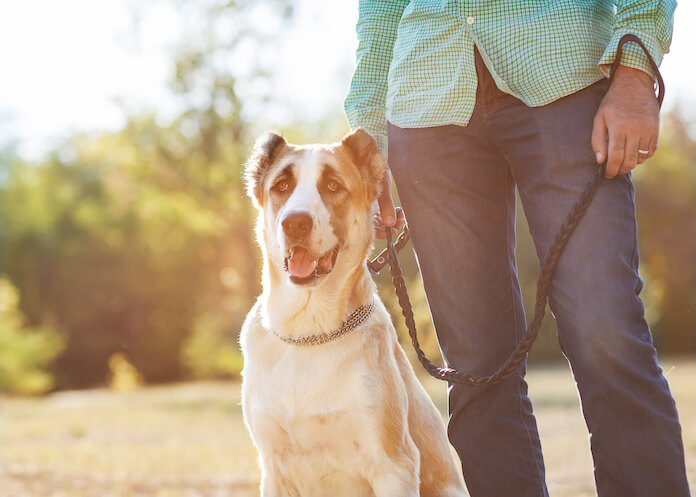 What is the next step once the dog is at home?