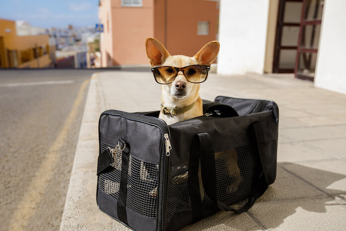 How to buy dogs from another country?