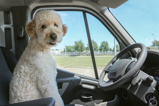 puppy-travel