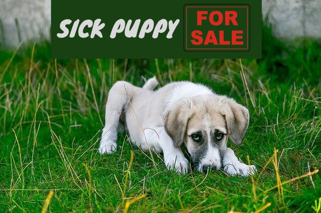 Sick Puppy