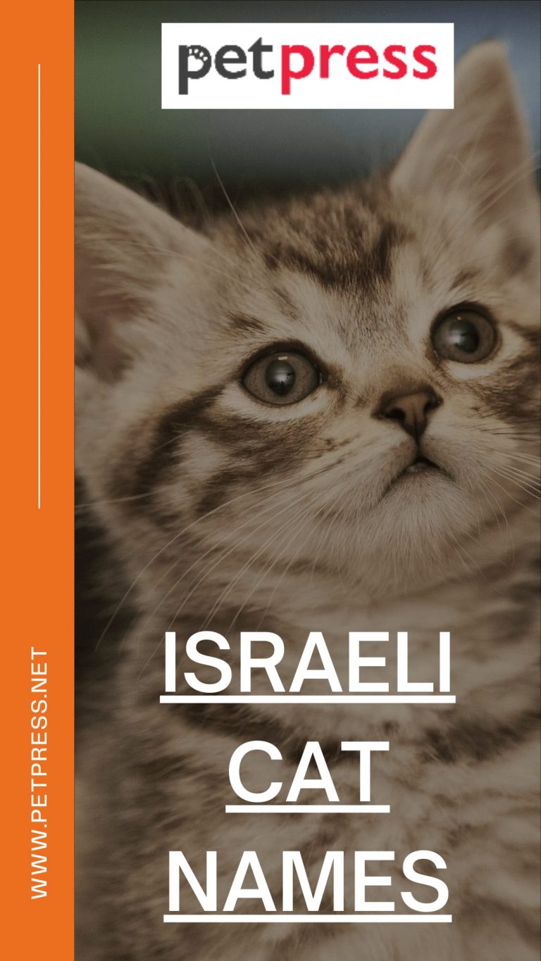 300+ Israeli Cat Names Best And Popular Hebrew Cat Name Ideas