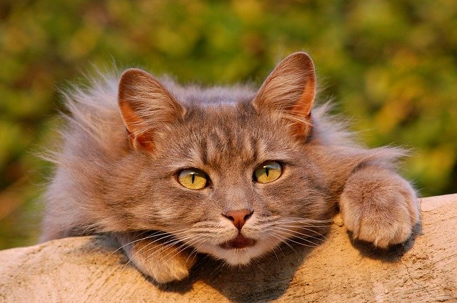 male-israeli-cat-names
