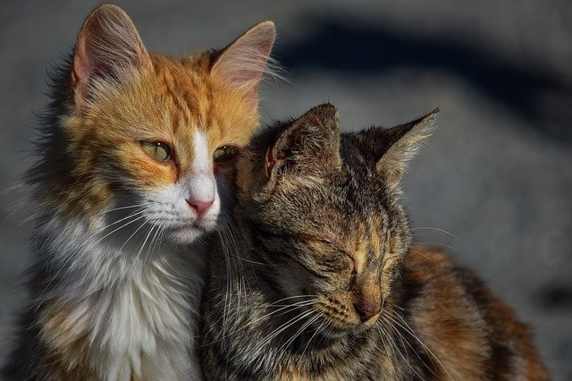 male-hebrew-cat-names