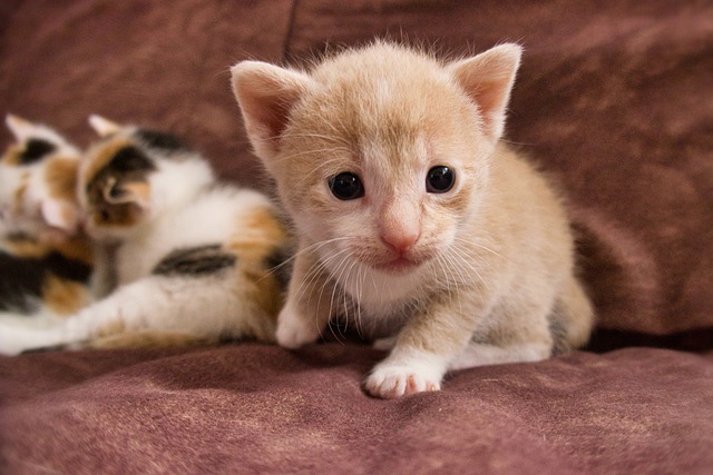 female-israeli-cat-names
