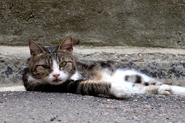 female-hebrew-cat-names