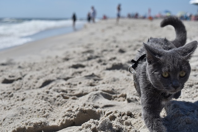 unisex-beach-cat-names