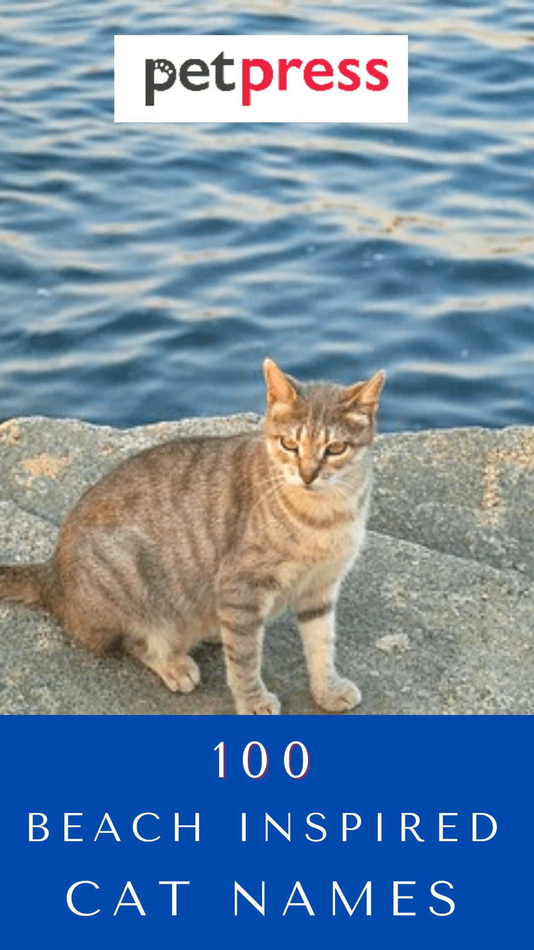 beach-cat-names