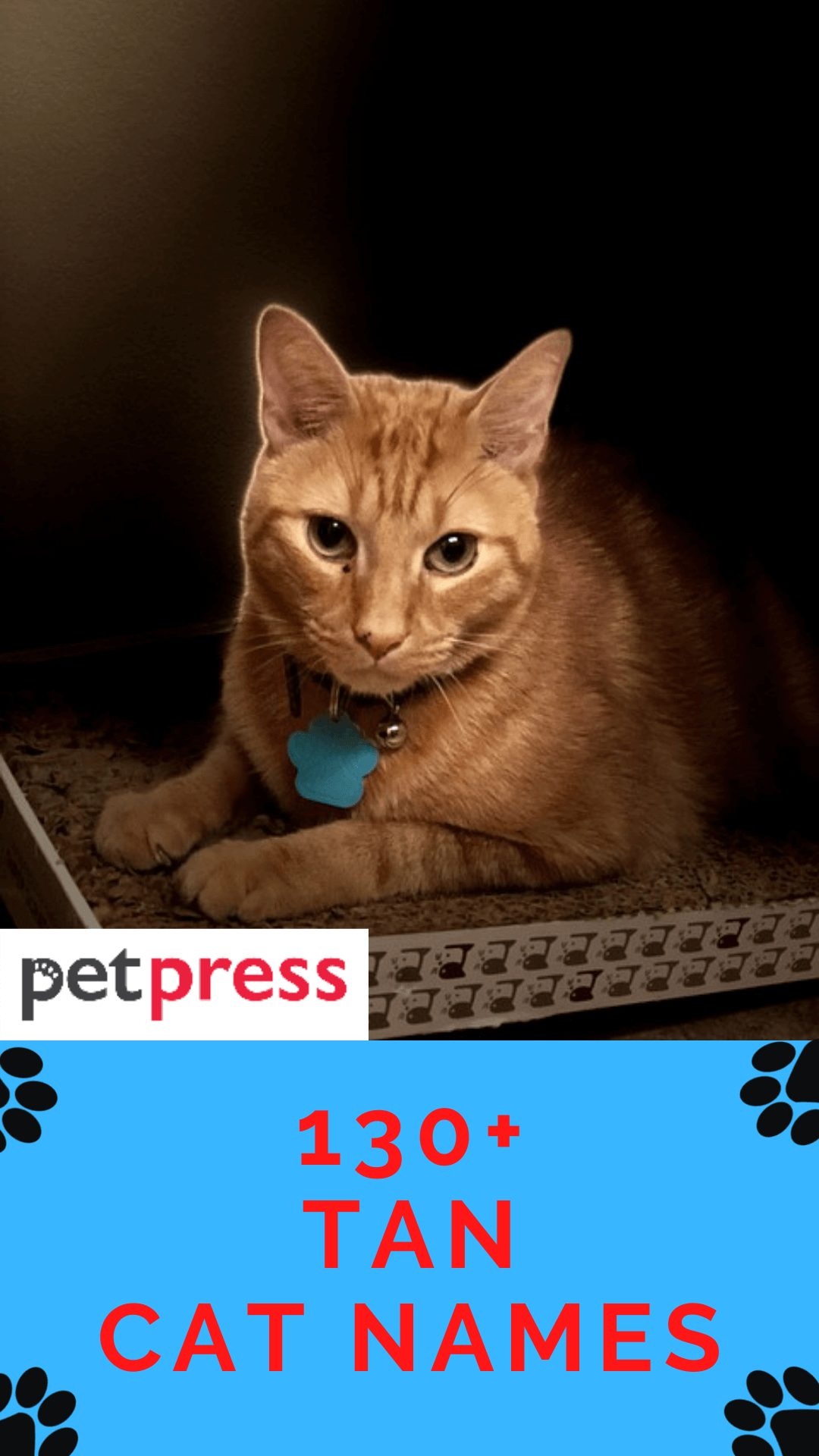 tan-cat-names