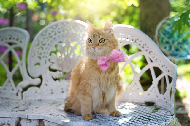 female-tan-cat-names