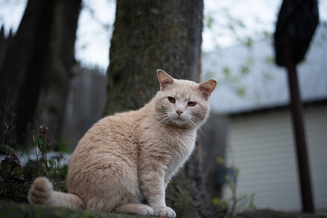 food-inspired-tan-cat-names