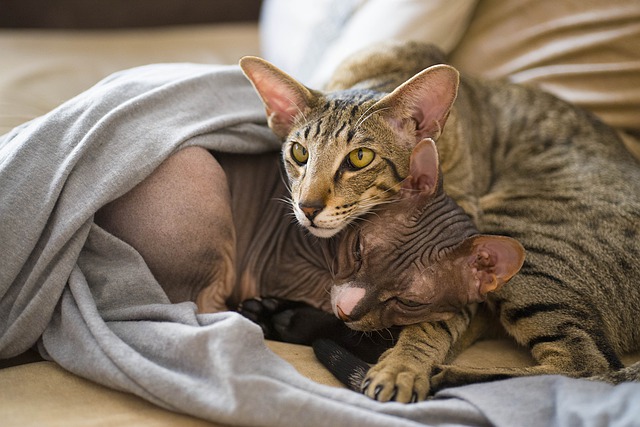 male-pagan-cat-names