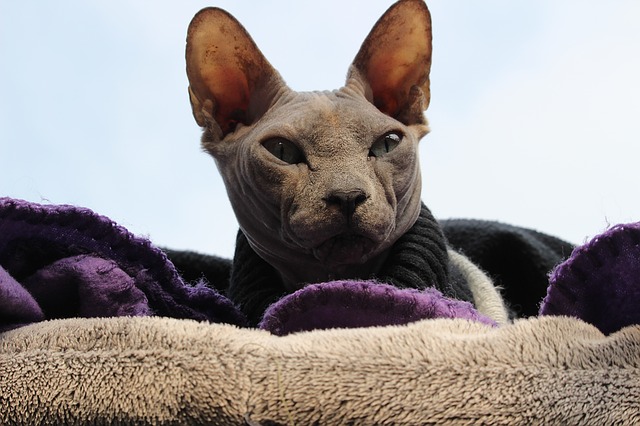 female-pagan-cat-names