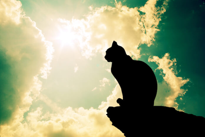 best sun cat names