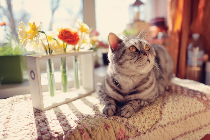 Female Sun Cat Names with meanings