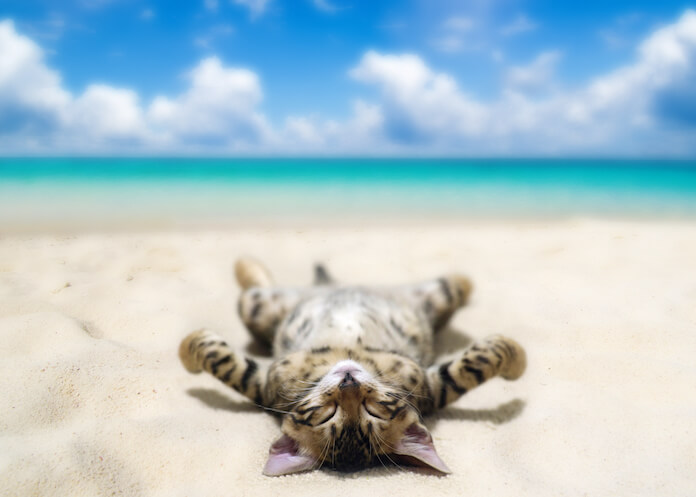 Male Sun Cat Names with meanings