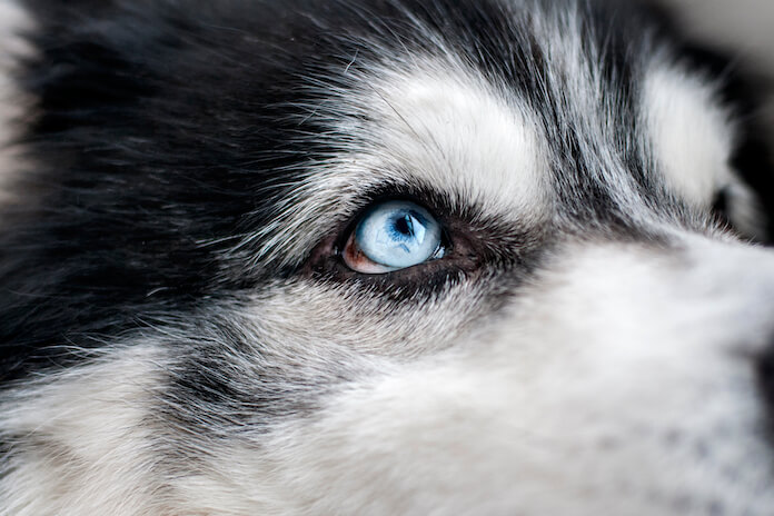 Male Blue dog names