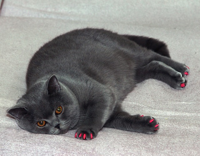 male-big-fat-cat-names