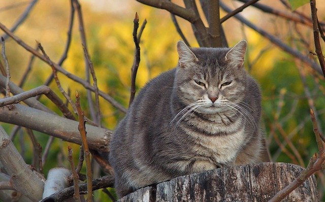 famous-big-cat-names
