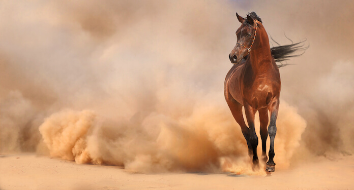 Arabian Horse Names