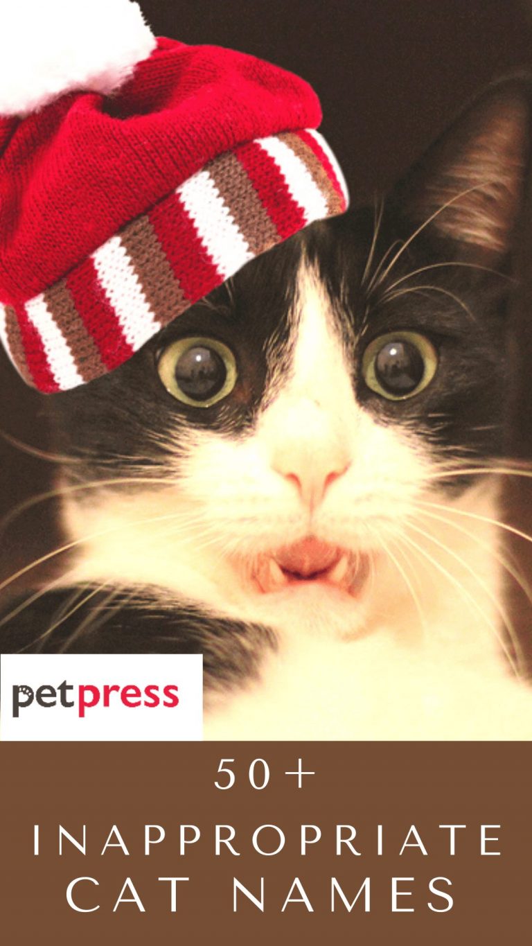 50+ Inappropriate Cat Names That You Shouldn't Give To Your Kittens