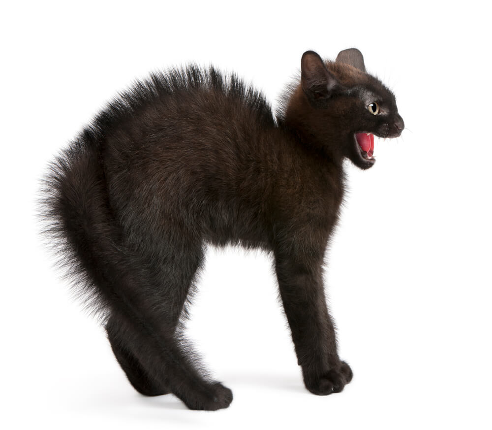 unisex-spooky-cat-names