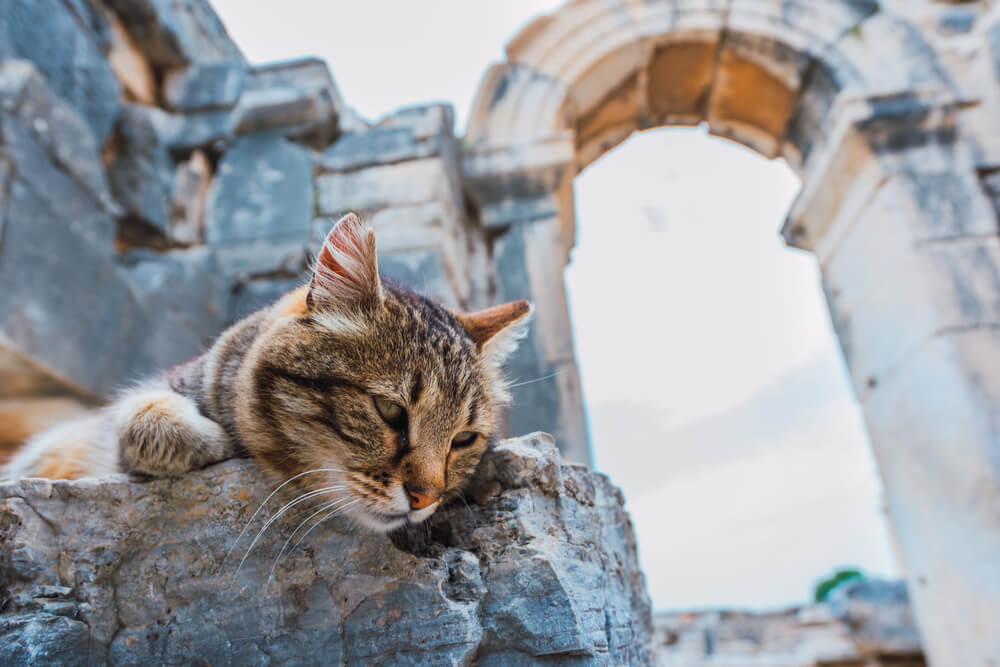 male-ancient-cat-names