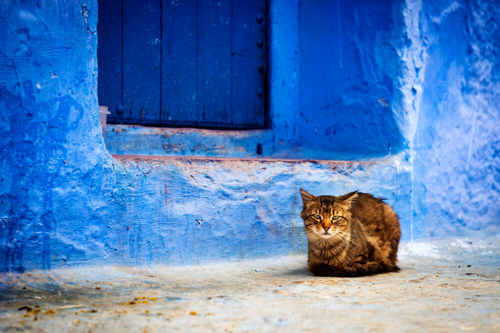norse-ancient-cat-names