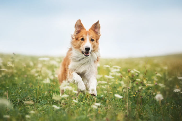 Female dog names ending in i