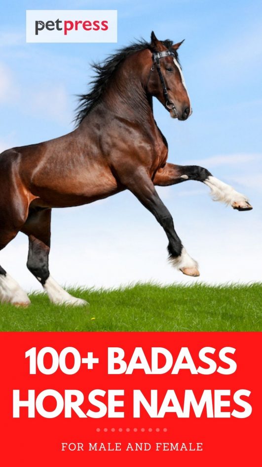 100+ Badass Horse Names for a Male or Female Horse