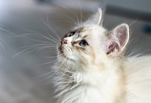 female-latin-cat-names