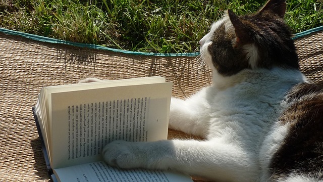unique-biblical-cat-names