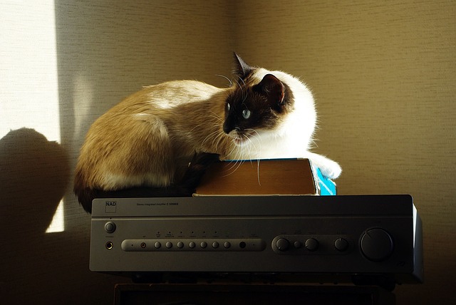 uncommon-biblical-cat-names