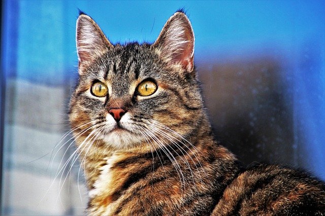 brave-unisex-cat-names