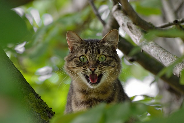 brave-unique-cat-names
