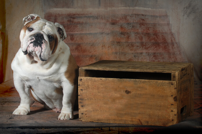 Best Outlaw Dog Names
