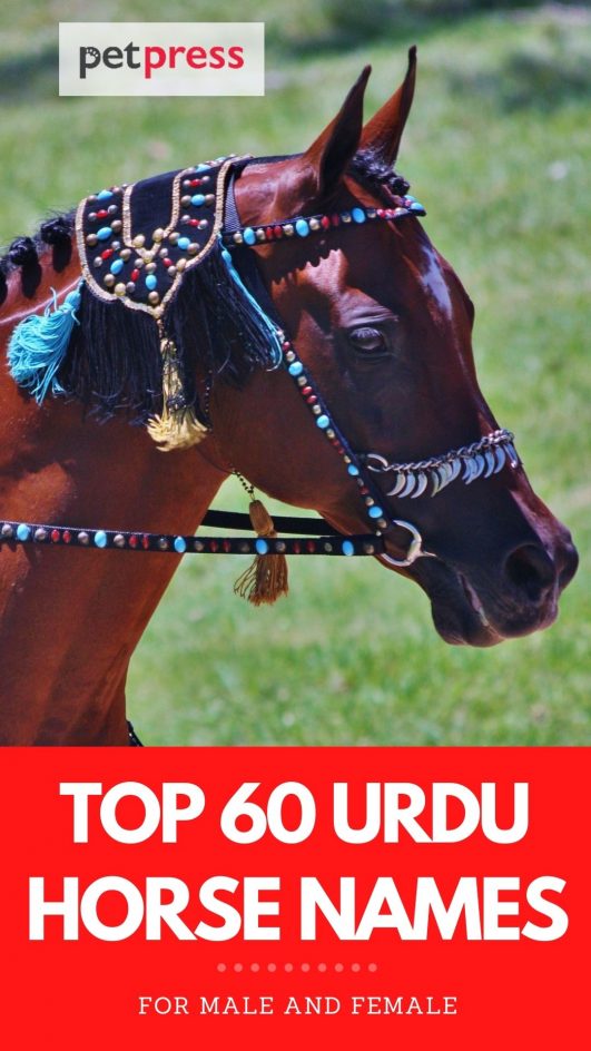 60 Awesome Horse Names in Urdu Male and Female
