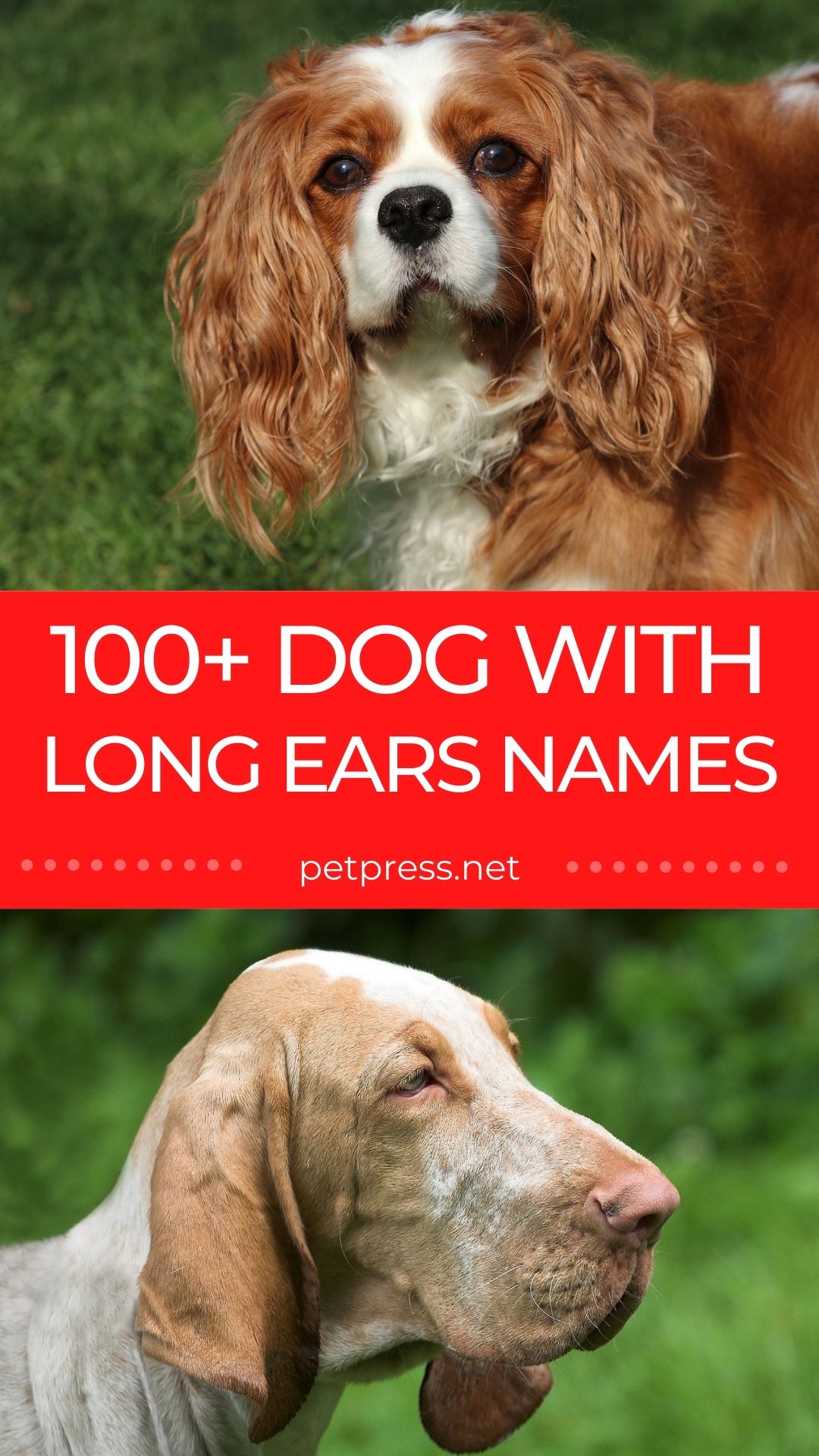 100+ dog with long ear names