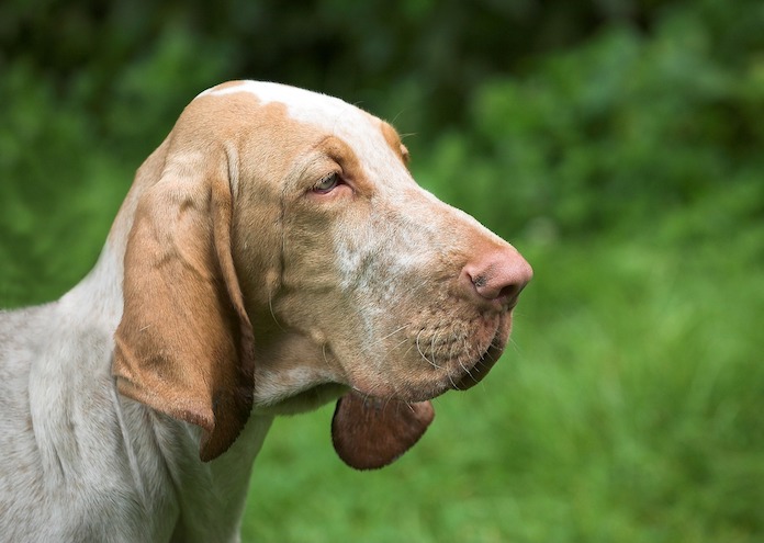 Other Dog with Long Ears Names