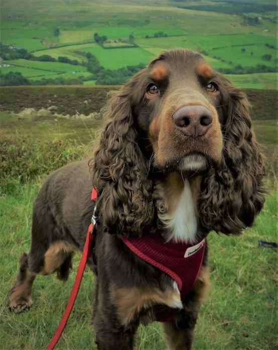 Dogs With Long or Tall Ears (and their references)