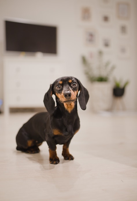 Names for Dogs With Large, Floppy Ears