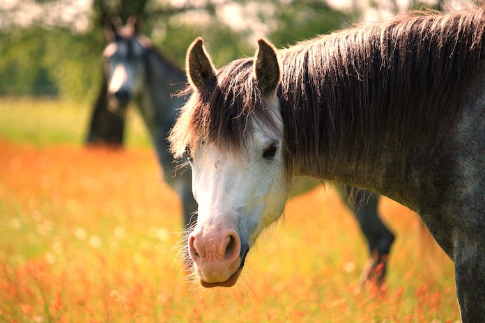 Male Welsh horse names