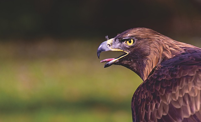 badass-gengster-bird-names